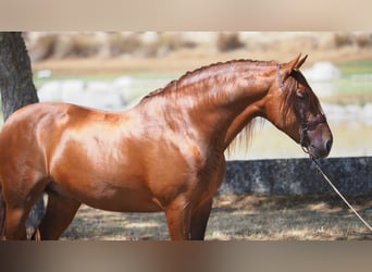 PRE, Caballo castrado, 8 años, 161 cm, Alazán