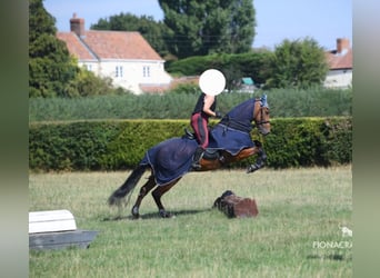 PRE, Caballo castrado, 8 años, 162 cm