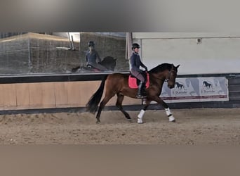 PRE, Caballo castrado, 8 años, 162 cm