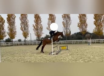 PRE, Caballo castrado, 8 años, 162 cm