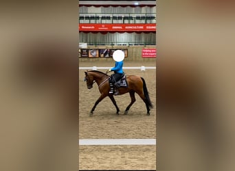 PRE, Caballo castrado, 8 años, 162 cm