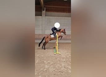 PRE, Caballo castrado, 8 años, 162 cm