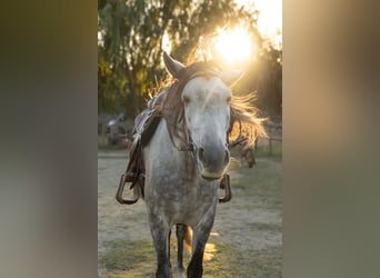 PRE, Caballo castrado, 8 años, 162 cm