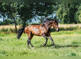 PRE Mestizo, Caballo castrado, 8 años, 162 cm, Castaño