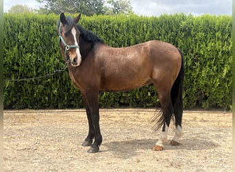 PRE, Caballo castrado, 8 años, 162 cm, Castaño oscuro