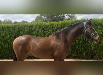 PRE, Caballo castrado, 8 años, 162 cm, Castaño oscuro