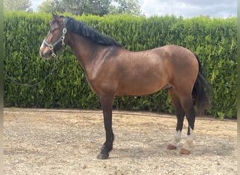 PRE, Caballo castrado, 8 años, 162 cm, Castaño oscuro