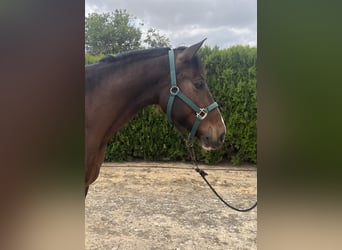 PRE, Caballo castrado, 8 años, 162 cm, Castaño oscuro