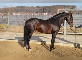 PRE, Caballo castrado, 8 años, 162 cm, Morcillo