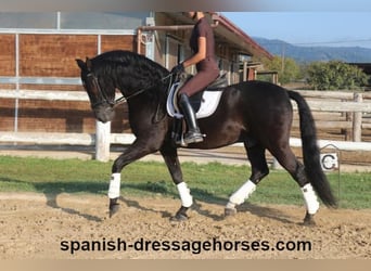 PRE, Caballo castrado, 8 años, 162 cm, Negro