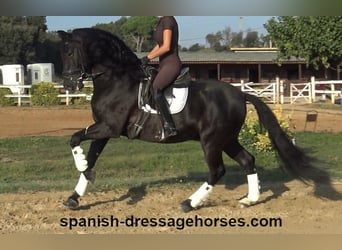 PRE, Caballo castrado, 8 años, 162 cm, Negro