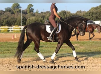 PRE, Caballo castrado, 8 años, 162 cm, Negro