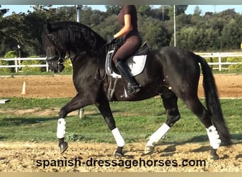 PRE, Caballo castrado, 8 años, 162 cm, Negro