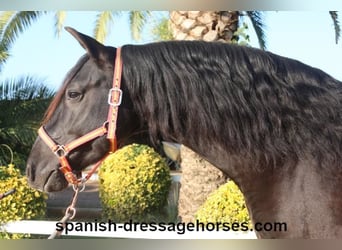 PRE, Caballo castrado, 8 años, 162 cm, Negro