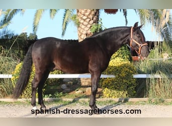 PRE, Caballo castrado, 8 años, 162 cm, Negro