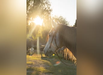 PRE, Caballo castrado, 8 años, 162 cm, Tordo