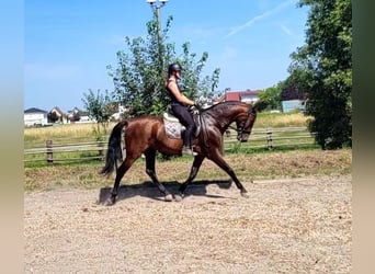 PRE Mestizo, Caballo castrado, 8 años, 163 cm, Castaño