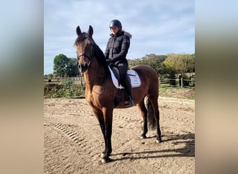 PRE, Caballo castrado, 8 años, 163 cm, Castaño