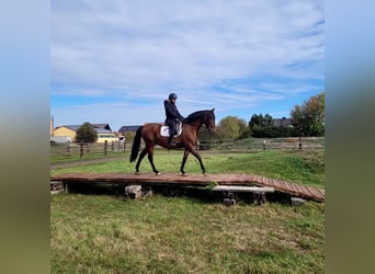 PRE, Caballo castrado, 8 años, 163 cm, Castaño
