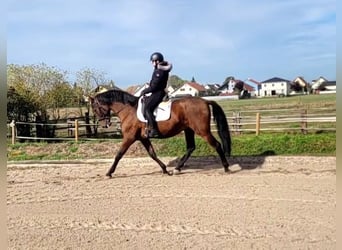 PRE, Caballo castrado, 8 años, 163 cm, Castaño