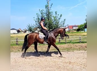 PRE Mestizo, Caballo castrado, 8 años, 163 cm, Castaño