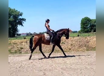 PRE Mestizo, Caballo castrado, 8 años, 163 cm, Castaño