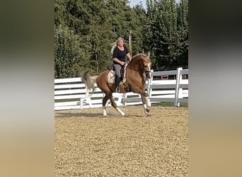 PRE Mestizo, Caballo castrado, 8 años, 163 cm, Palomino