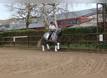 PRE, Caballo castrado, 8 años, 163 cm, Porcelana