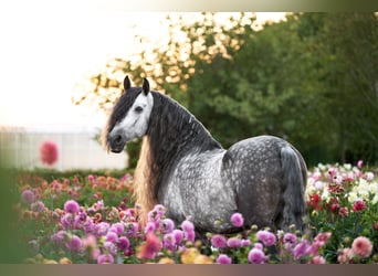 PRE, Caballo castrado, 8 años, 163 cm, Porcelana