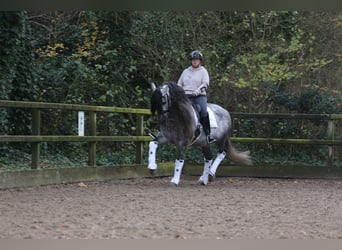 PRE, Caballo castrado, 8 años, 163 cm, Porcelana