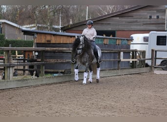 PRE, Caballo castrado, 8 años, 163 cm, Porcelana