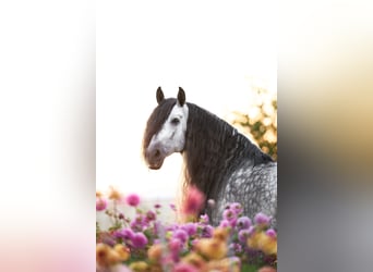 PRE, Caballo castrado, 8 años, 163 cm, Porcelana