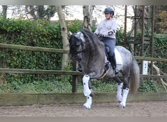 PRE, Caballo castrado, 8 años, 163 cm, Porcelana