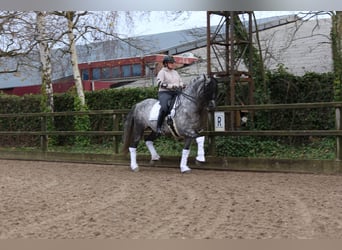 PRE, Caballo castrado, 8 años, 163 cm, Porcelana