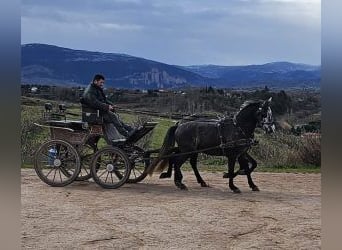 PRE Mestizo, Caballo castrado, 8 años, 163 cm, Tordo