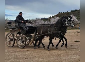 PRE Mestizo, Caballo castrado, 8 años, 163 cm, Tordo