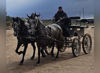 PRE Mestizo, Caballo castrado, 8 años, 163 cm, Tordo