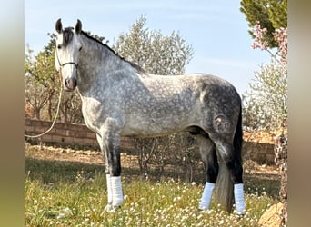 PRE Mestizo, Caballo castrado, 8 años, 163 cm, Tordo rodado