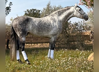 PRE Mestizo, Caballo castrado, 8 años, 163 cm, Tordo rodado