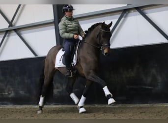 PRE, Caballo castrado, 8 años, 164 cm, Castaño