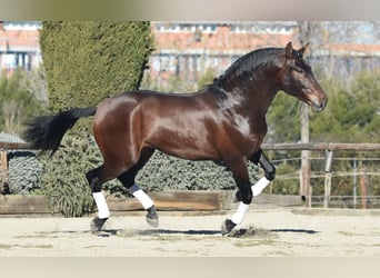 PRE Mestizo, Caballo castrado, 8 años, 164 cm, Castaño