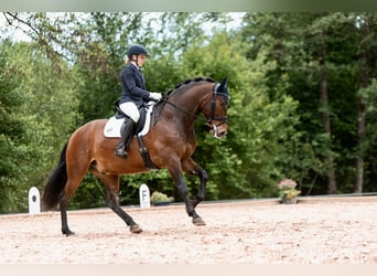 PRE Mestizo, Caballo castrado, 8 años, 164 cm, Castaño