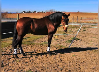 PRE Mestizo, Caballo castrado, 8 años, 164 cm, Castaño