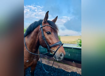 PRE Mestizo, Caballo castrado, 8 años, 164 cm, Castaño