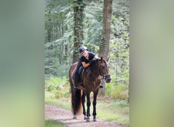 PRE, Caballo castrado, 8 años, 164 cm, Castaño