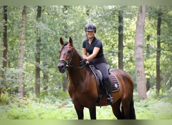 PRE, Caballo castrado, 8 años, 164 cm, Castaño