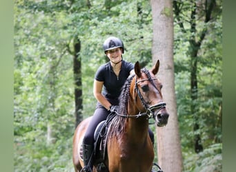 PRE, Caballo castrado, 8 años, 164 cm, Castaño