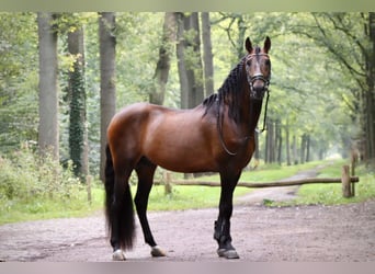 PRE, Caballo castrado, 8 años, 164 cm, Castaño