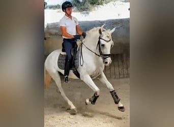 PRE Mestizo, Caballo castrado, 8 años, 164 cm, Tordo