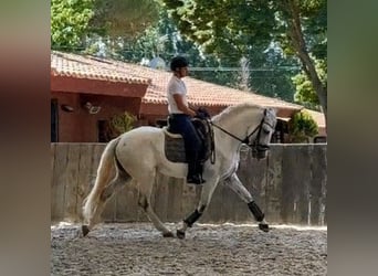 PRE Mestizo, Caballo castrado, 8 años, 164 cm, Tordo